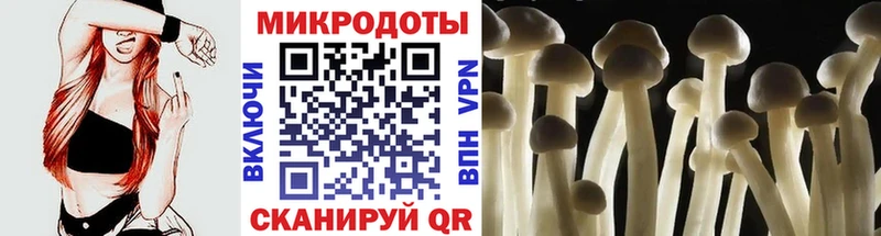 Купить  Окуловка  Псилоцибиновые грибы Psilocybine cubensis 